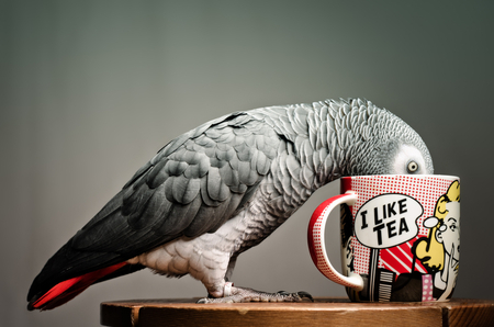 tea-parrot.jpg