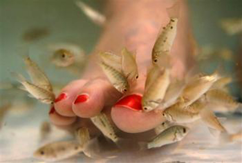 Q & A: Where can I get a fish pedicure in Perth?